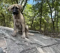 Pretty Boy (Black Boy), a male Kangal Dog for sale in Frost, TX – 4 of 4