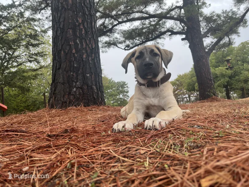 Pretty Boy (Black Boy) – Kangal Dog puppy for sale in Frost, TX