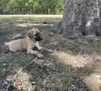 Pretty Boy (Black Boy), a male Kangal Dog for sale in Frost, TX – 3 of 4