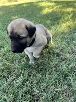 Black Boy, a male Kangal Dog for sale in Frost, TX – 2 of 2