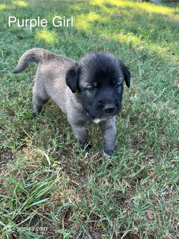 Purple Girl – Kangal Dog puppy for sale in Frost, TX