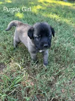 Purple Girl, a female Kangal Dog for sale in Frost, TX – 1 of 2