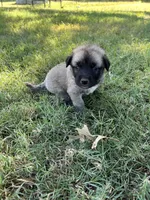 Pink Girl (Runt), a female Kangal Dog for sale in Frost, TX – 2 of 2