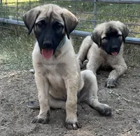 Ghost (Cyan Boy), a male Kangal Dog for sale in Frost, TX – 2 of 4