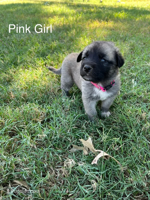 Pink Girl (Runt) – Kangal Dog puppy for sale in Frost, TX