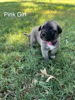 Pink Girl (Runt), a female Kangal Dog for sale in Frost, TX – 1 of 2