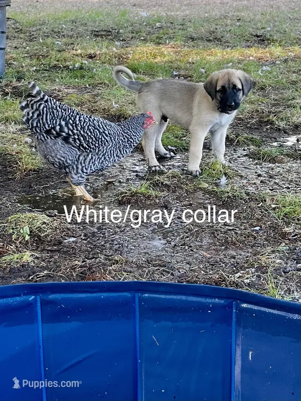 White Boy – Kangal Dog puppy for sale in Frost, TX