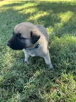 Blue Boy, a male Kangal Dog for sale in Frost, TX – 2 of 2