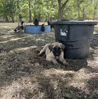 Ghost (Cyan Boy), a male Kangal Dog for sale in Frost, TX – 4 of 4