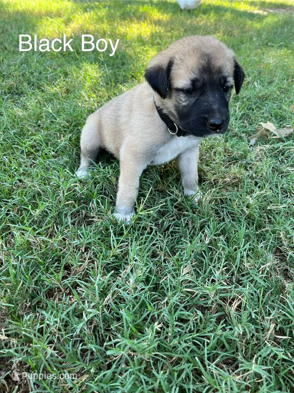 Black Boy – Kangal Dog puppy for sale in Frost, TX