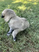 Green Boy, a male Kangal Dog for sale in Frost, TX – 2 of 2