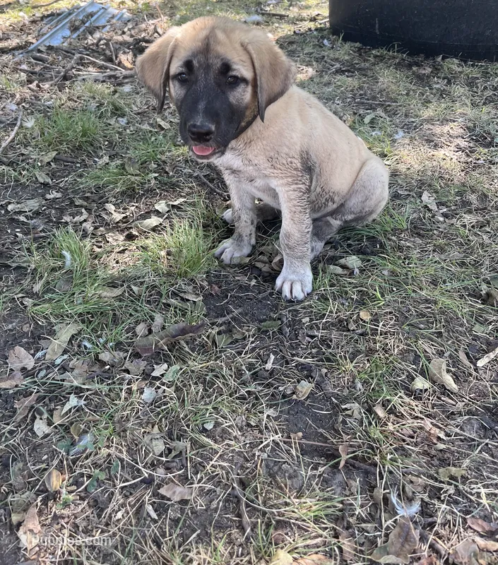 Black Boy – Kangal Dog puppy for sale in Frost, TX