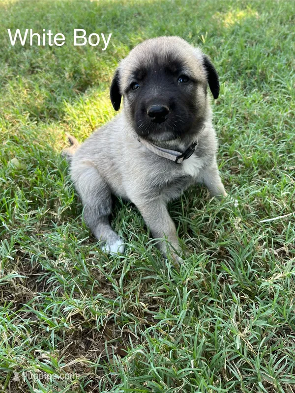 White Boy – Kangal Dog puppy for sale in Frost, TX