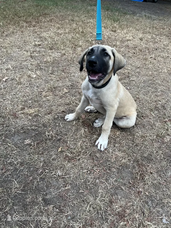 Pretty Boy (Black Boy) – Kangal Dog puppy for sale in Frost, TX