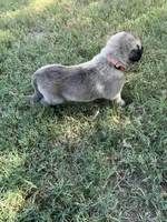 Orange Girl, a female Kangal Dog for sale in Frost, TX – 2 of 2