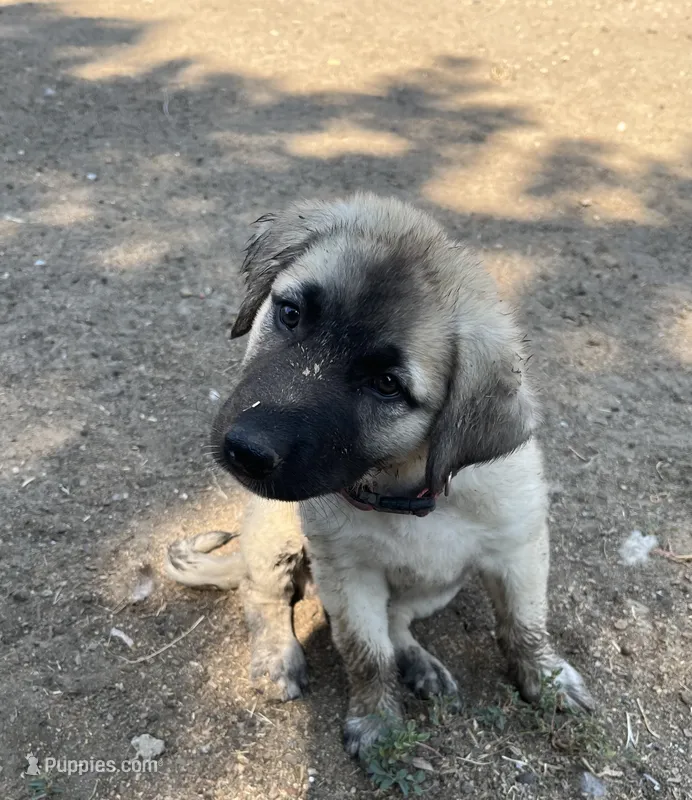 Pink Girl (Runt) – Kangal Dog puppy for sale in Frost, TX