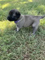 Purple Girl, a female Kangal Dog for sale in Frost, TX – 2 of 2