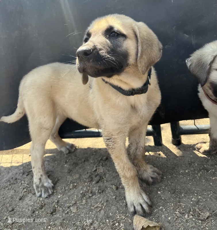 Blue Boy – Kangal Dog puppy for sale in Frost, TX