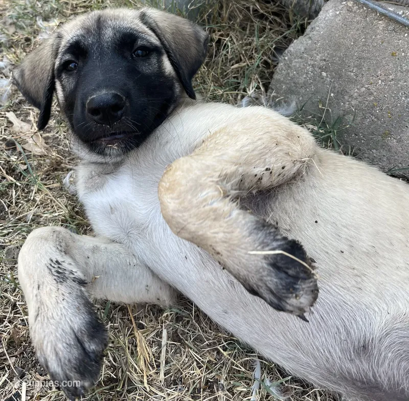 Cyan Boy – Kangal Dog puppy for sale in Frost, TX