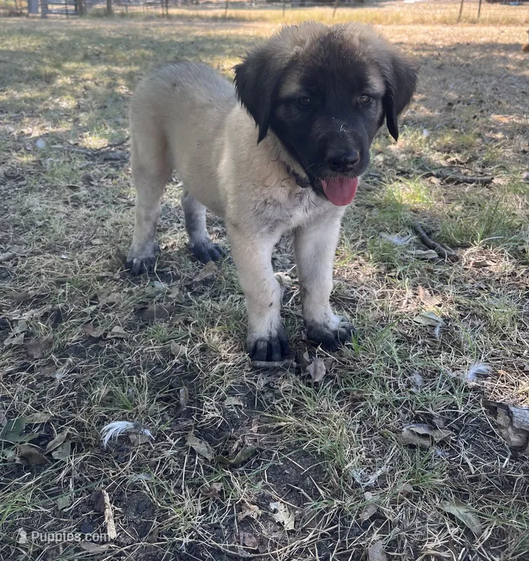 Purple Girl – Kangal Dog puppy for sale in Frost, TX