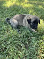 Cyan Boy, a male Kangal Dog for sale in Frost, TX – 2 of 2