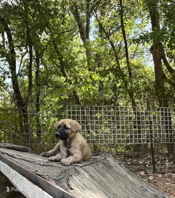 Pretty Boy (Black Boy) – Kangal Dog puppy for sale in Frost, TX