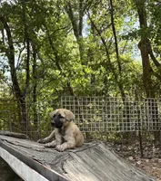 Pretty Boy (Black Boy), a male Kangal Dog for sale in Frost, TX – 1 of 4