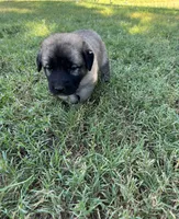 Lime Boy, a male Kangal Dog for sale in Frost, TX – 2 of 2