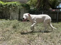 Nova, a female Dogo Argentino for sale in Lakeland, FL – 2 of 2