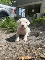 Zoe, a female Dogo Argentino for sale in Lakeland, FL – Photo 2 of 2