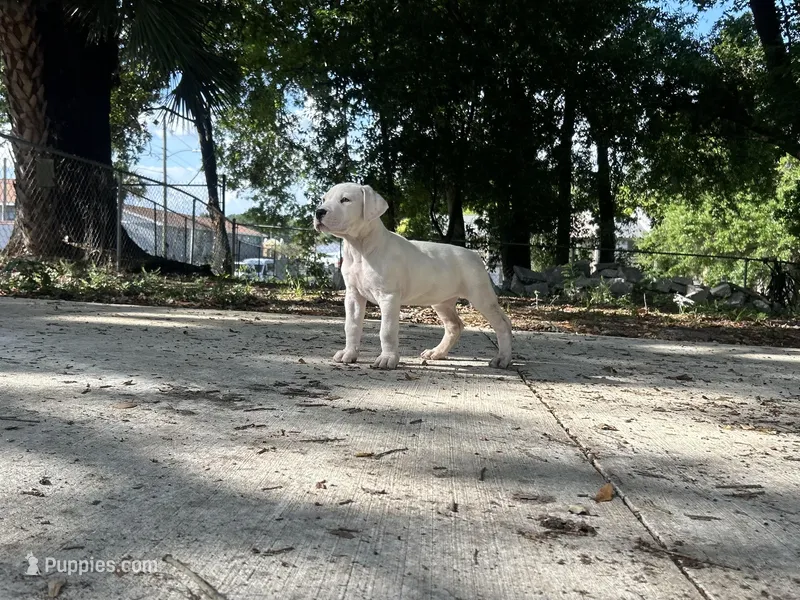 Zoe – Dogo Argentino puppy for sale in Lakeland, FL