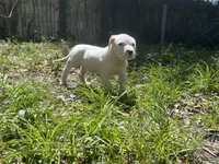 Zoe, a female Dogo Argentino for sale in Lakeland, FL – Photo 2 of 2