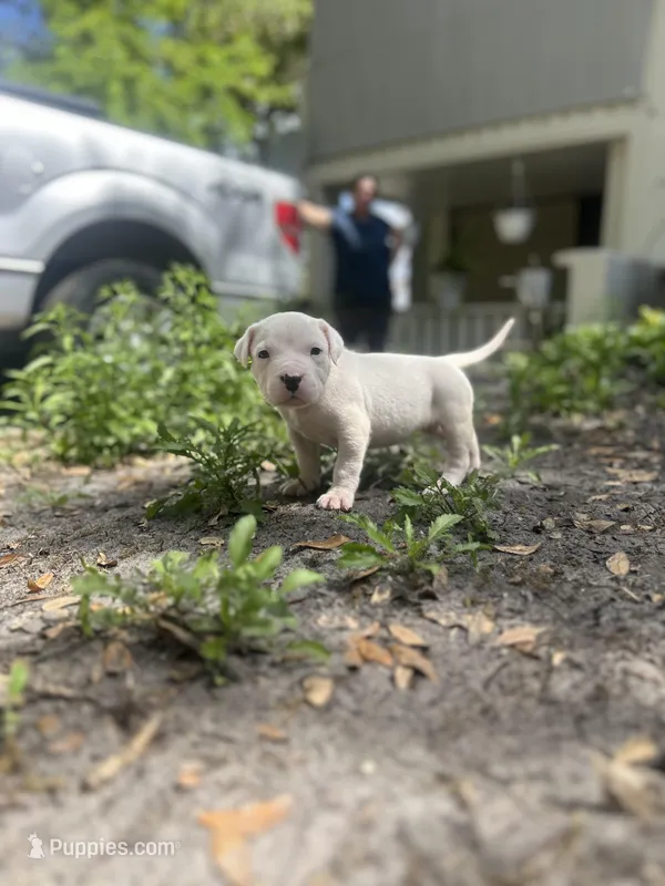Zoe – Dogo Argentino puppy for sale in Lakeland, FL