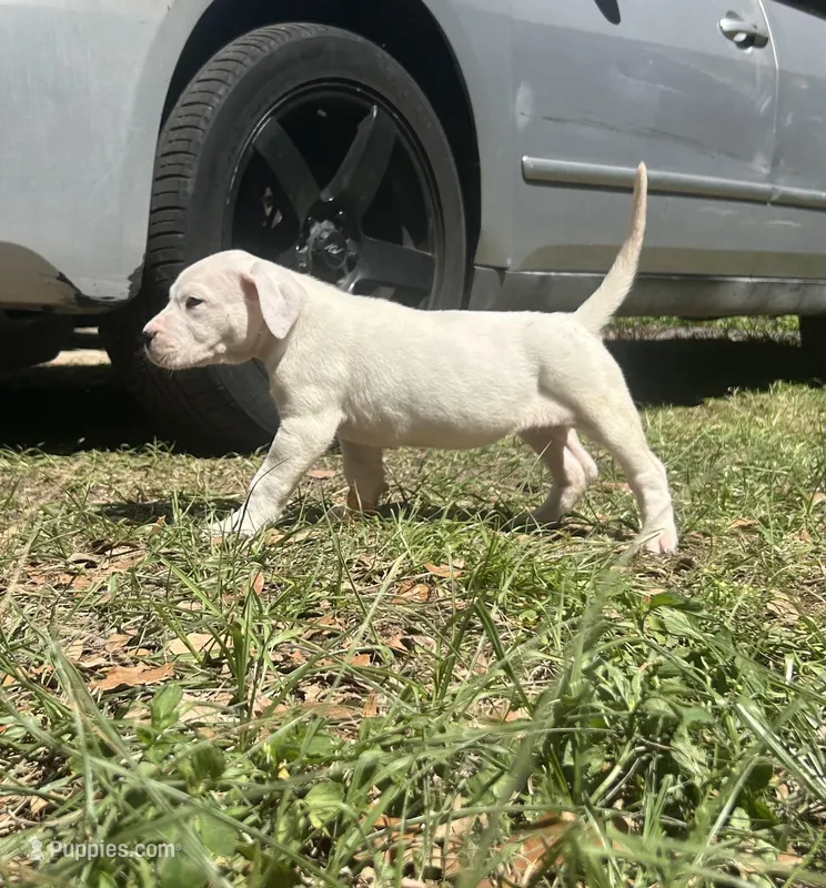 Zoe – Dogo Argentino puppy for sale in Lakeland, FL