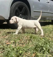 Zoe, a female Dogo Argentino for sale in Lakeland, FL – Photo 1 of 2