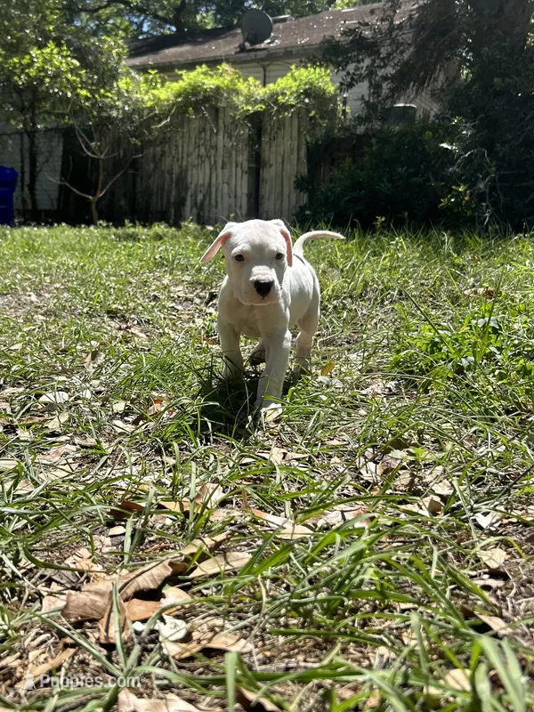 Kia – Dogo Argentino puppy for sale in Lakeland, FL