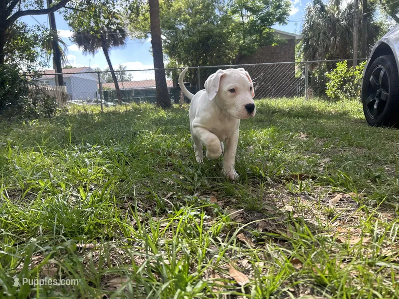 Kia – Dogo Argentino puppy for sale in Lakeland, FL