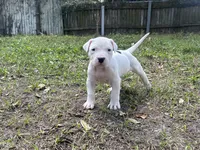 Kia, a female Dogo Argentino for sale in Lakeland, FL – Photo 2 of 2