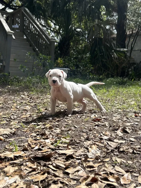 Kia – Dogo Argentino puppy for sale in Lakeland, FL