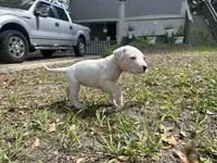 Titan , a male Dogo Argentino for sale in Lakeland, FL – Photo 2 of 2