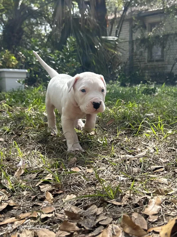 Titan  – Dogo Argentino puppy for sale in Lakeland, FL