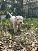 Titan , a male Dogo Argentino for sale in Lakeland, FL – Photo 1 of 2