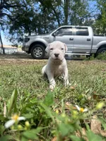 Rose, a female Dogo Argentino for sale in Lakeland, FL – Photo 2 of 2