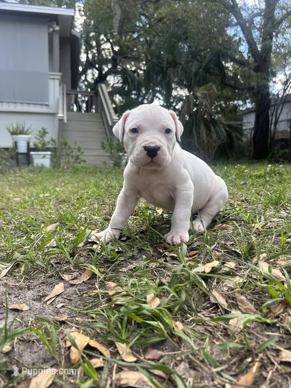 Rose – Dogo Argentino puppy for sale in Lakeland, FL