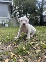 Rose, a female Dogo Argentino for sale in Lakeland, FL – Photo 1 of 2