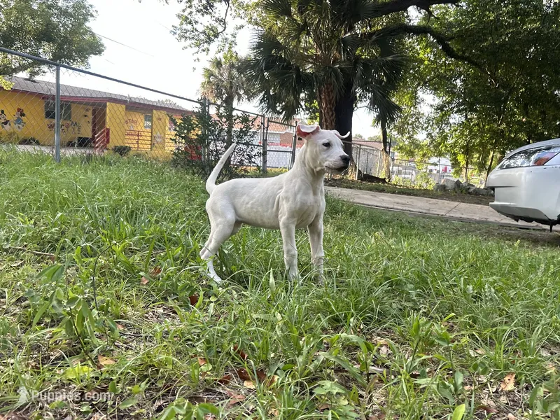 Rose – Dogo Argentino puppy for sale in Lakeland, FL