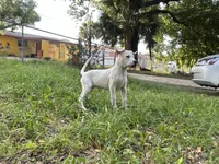 Rose, a female Dogo Argentino for sale in Lakeland, FL – 1 of 3