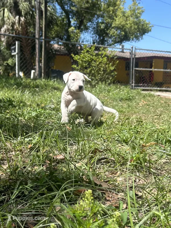 Nova – Dogo Argentino puppy for sale in Lakeland, FL
