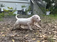 Luna, a female Dogo Argentino for sale in Lakeland, FL – Photo 2 of 2