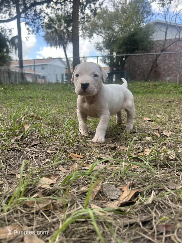 Luna – Dogo Argentino puppy for sale in Lakeland, FL
